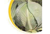 Структон F1 - капуста белокочанная, 2500 семян калиброванных, Nickerson Zwaan  фото, цена